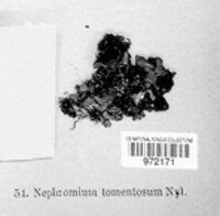 Nephromium tomentosum image